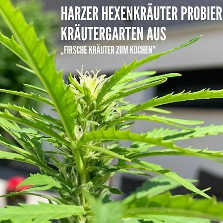 Harzer Healing Center 2024 Gemuetliche Landhauswohnung Mit Fussbodenheizung,Xxl Kochinsel,Xxl Regenduschen,Modern,Hochwertig,Persoenlich,Vollausgestattet エルビンガーオーデ エクステリア 写真